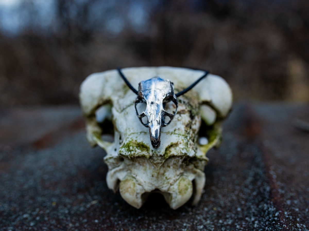 Ezüst La Loba csincsilla koponya nyaklánc koponyán, kékes háttérrel, távoli nézet